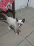 Kira