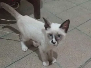 Gato raça Não sei a raça  idade Abaixo de 2 meses nome Kira