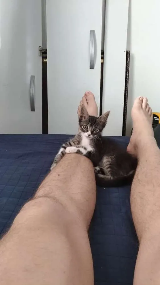 Gato ra a SDR idade Abaixo de 2 meses nome Tigrinho