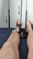 Tigrinho