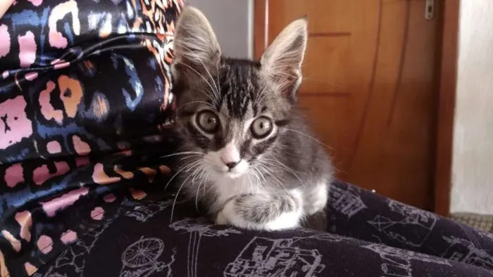 Gato ra a SDR idade Abaixo de 2 meses nome Tigrinho