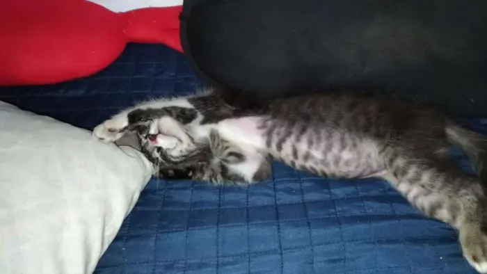Gato ra a SDR idade Abaixo de 2 meses nome Tigrinho