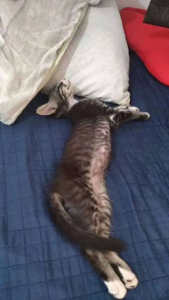 Gato ra a SDR idade Abaixo de 2 meses nome Tigrinho