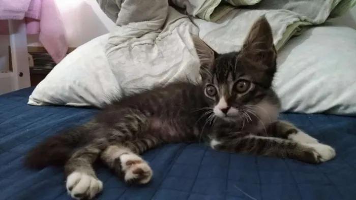 Gato ra a SDR idade Abaixo de 2 meses nome Tigrinho