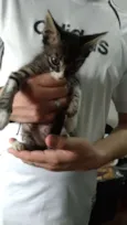 Tigrinho