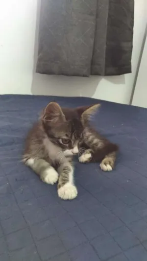 Gato raça SDR idade Abaixo de 2 meses nome Tigrinho