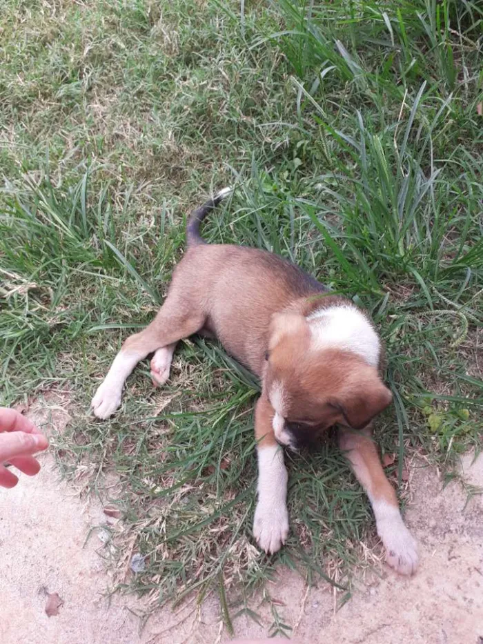 Cachorro ra a Indefinida idade Abaixo de 2 meses nome Sem nome