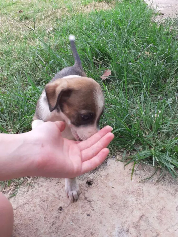 Cachorro ra a Indefinida idade Abaixo de 2 meses nome Sem nome