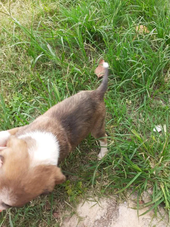 Cachorro ra a Indefinida idade Abaixo de 2 meses nome Sem nome