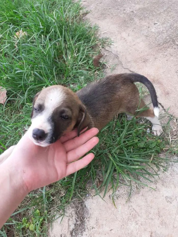 Cachorro ra a Indefinida idade Abaixo de 2 meses nome Sem nome