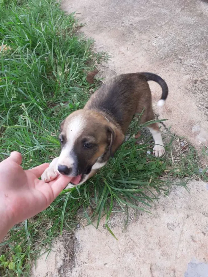 Cachorro ra a Indefinida idade Abaixo de 2 meses nome Sem nome