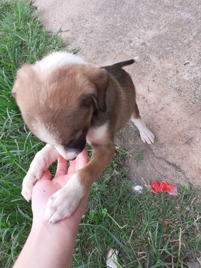 Cachorro ra a Indefinida idade Abaixo de 2 meses nome Sem nome