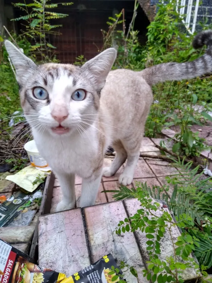 Gato ra a Siames com srd  idade 7 a 11 meses nome Leo bonzinho adoção 