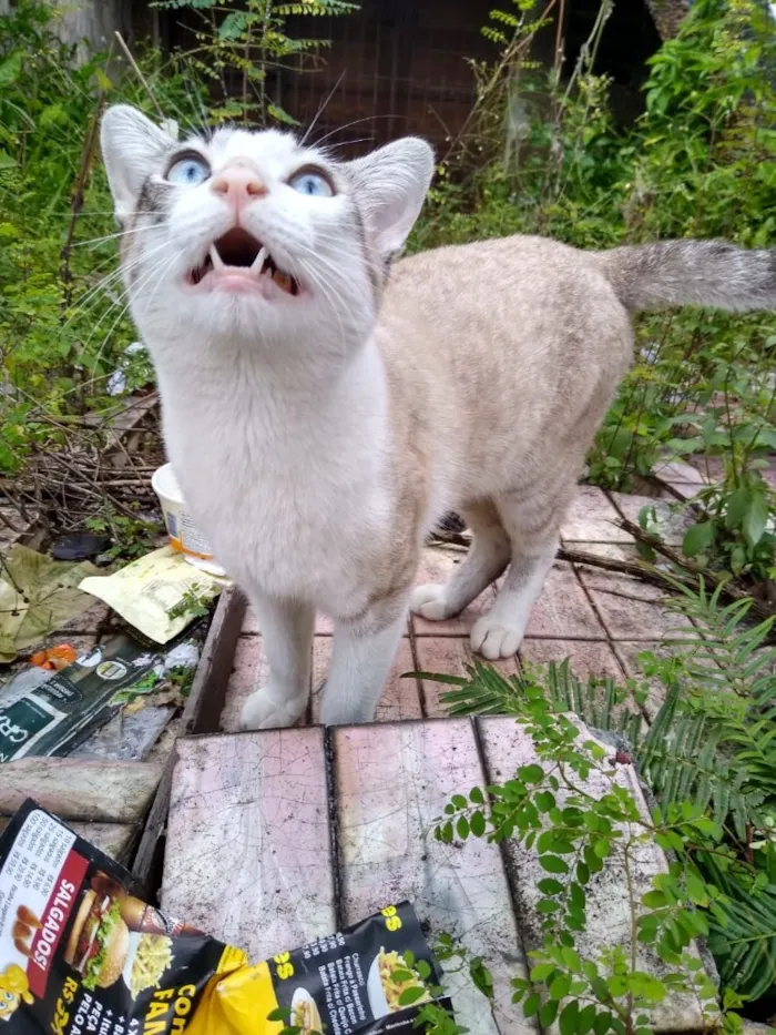 Gato ra a Siames com srd  idade 7 a 11 meses nome Leo bonzinho adoção 