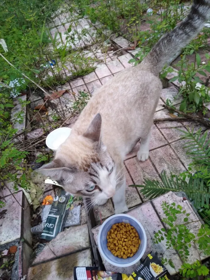 Gato ra a Siames com srd  idade 7 a 11 meses nome Leo bonzinho adoção 