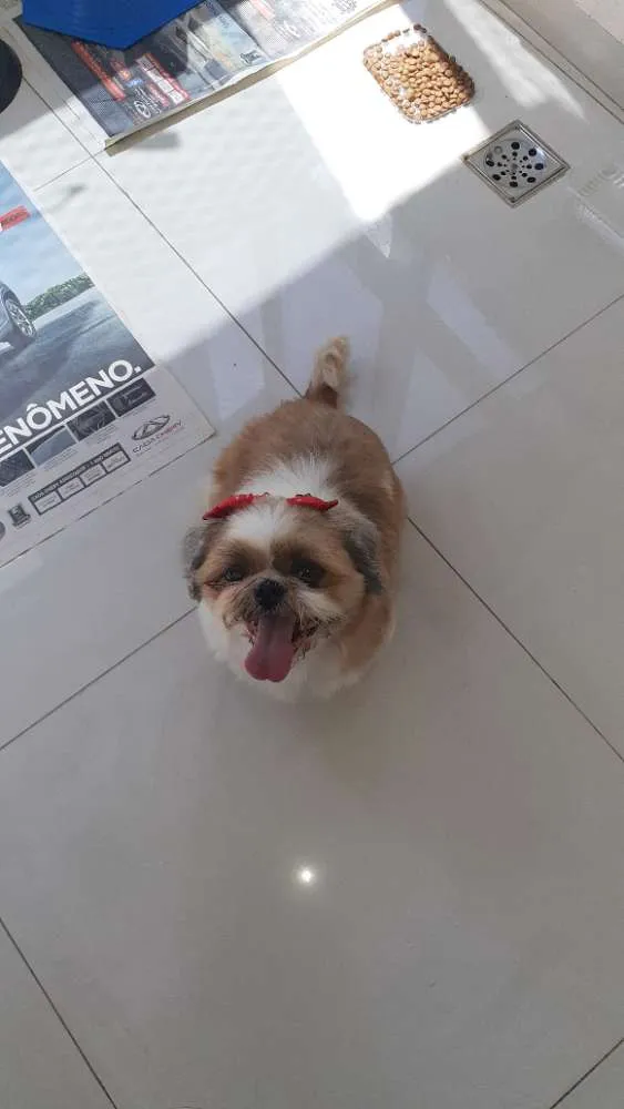 Cachorro ra a Shitsu  idade  nome .