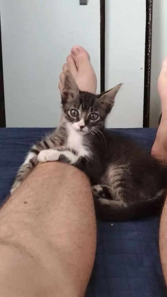 Gato ra a SRD idade Abaixo de 2 meses nome Sem nome