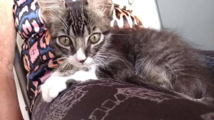 Gato ra a SRD idade Abaixo de 2 meses nome Sem nome