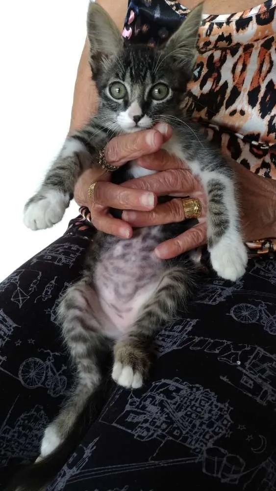 Gato ra a SRD idade Abaixo de 2 meses nome Sem nome