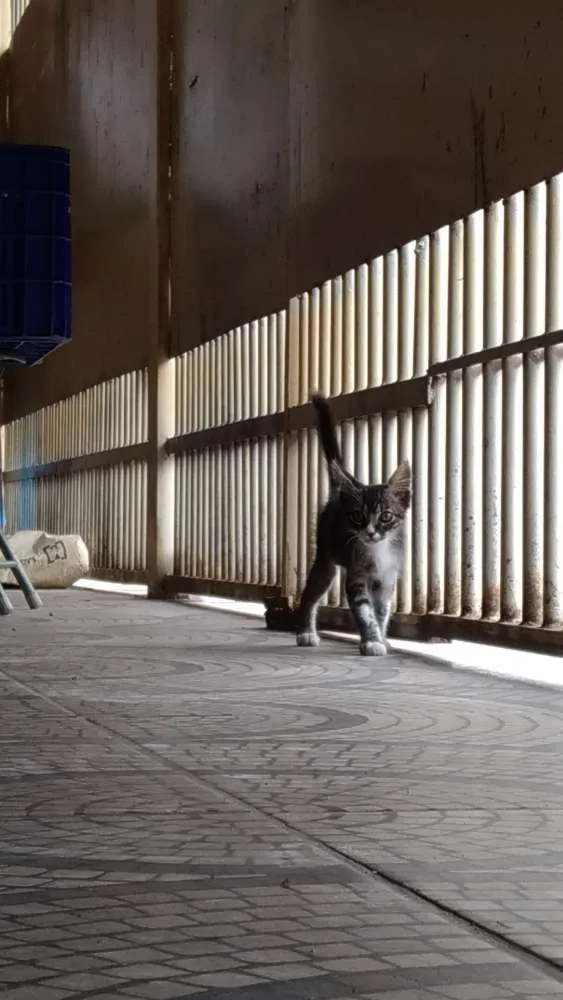 Gato ra a SRD idade Abaixo de 2 meses nome Sem nome