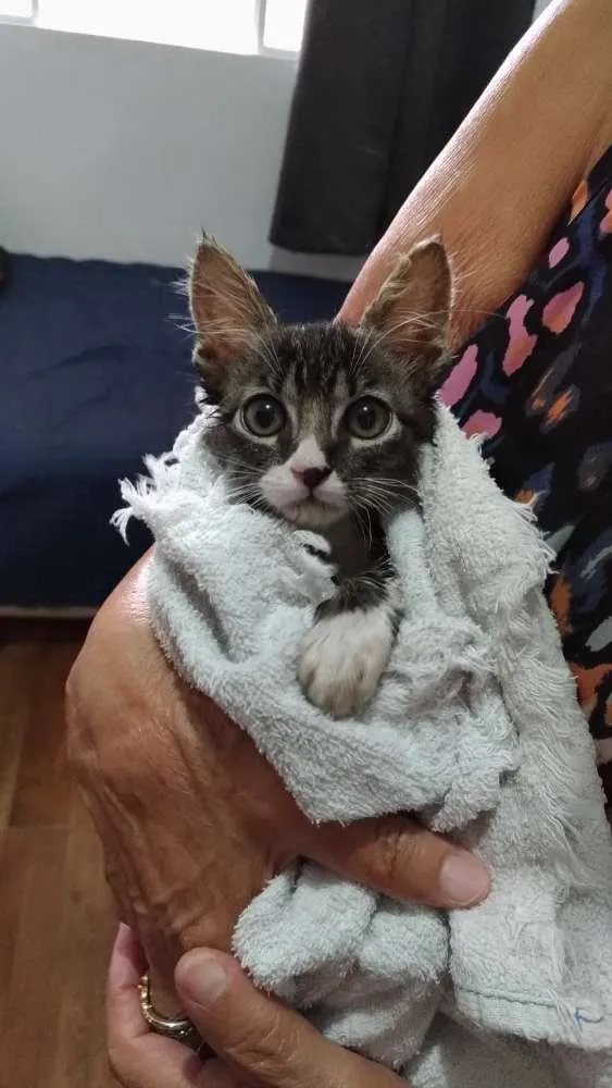 Gato ra a SRD idade Abaixo de 2 meses nome Sem nome