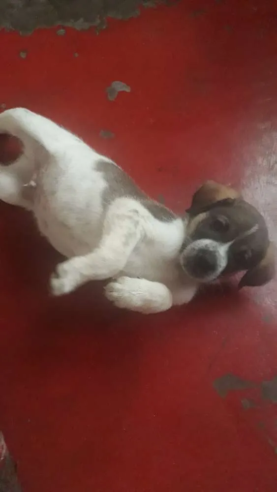 Cachorro ra a Vira lata  idade 2 a 6 meses nome É  filhotinho