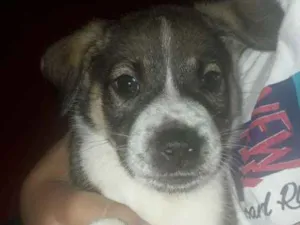 Cachorro raça Vira lata  idade 2 a 6 meses nome É  filhotinho