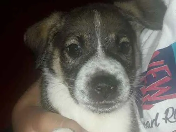 Cachorro ra a Vira lata  idade 2 a 6 meses nome É  filhotinho