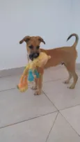 Scooby