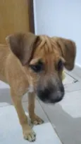 Scooby