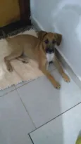 Scooby