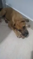 Scooby