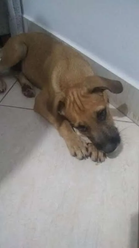 Cachorro ra a SRD idade 2 a 6 meses nome Scooby