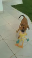 Scooby