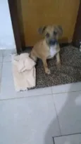 Scooby