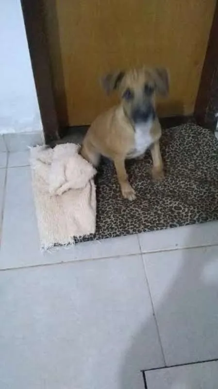 Cachorro ra a SRD idade 2 a 6 meses nome Scooby