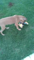 Scooby