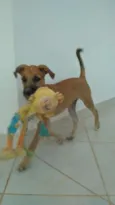 Scooby