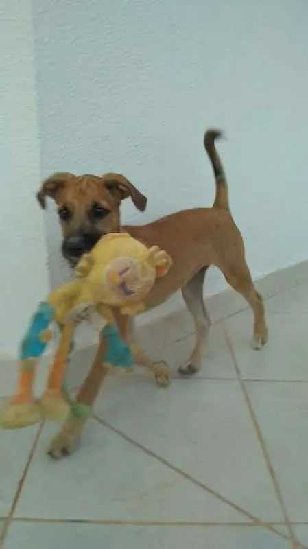 Cachorro ra a SRD idade 2 a 6 meses nome Scooby