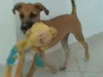 Scooby