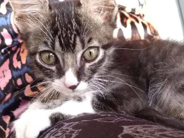 Gato ra a SRD idade Abaixo de 2 meses nome Sem nome