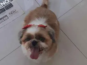 Cachorro raça Shitsu  idade  nome .