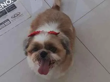 Cachorro ra a Shitsu  idade  nome .
