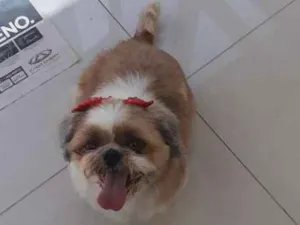 Cachorro raça Shitsu  idade  nome .