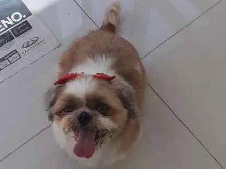 Cachorro ra a Shitsu  idade  nome .