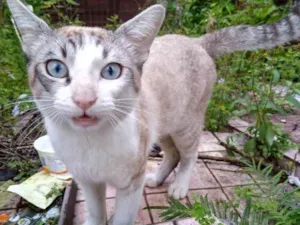 Gato raça Siames com srd  idade 7 a 11 meses nome Leo bonzinho adoção 