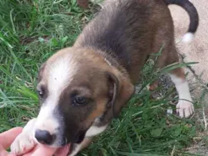Cachorro raça Indefinida idade Abaixo de 2 meses nome Sem nome