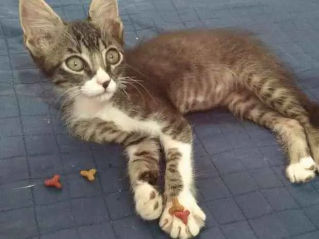 Gato ra a SDR idade Abaixo de 2 meses nome Tigrinho