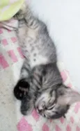 Luninha
