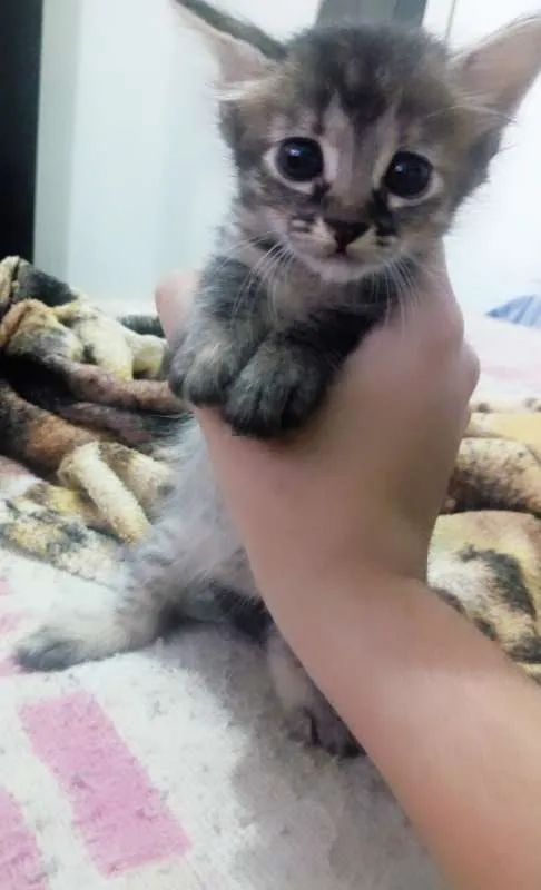 Gato ra a Sem Raça Definida idade Abaixo de 2 meses nome Luninha